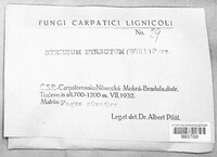 Stereum hirsutum image
